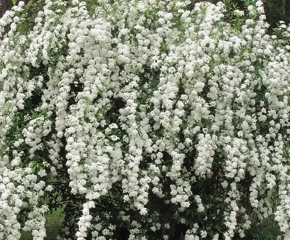 Spirea Renaissance