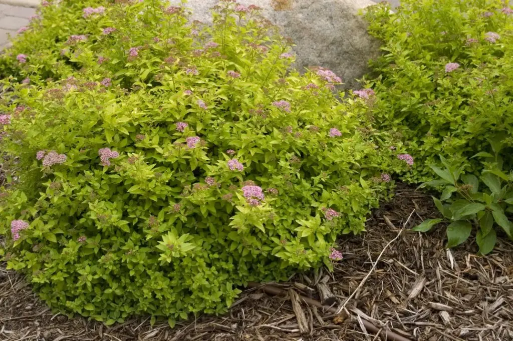 Spirea Sundrop