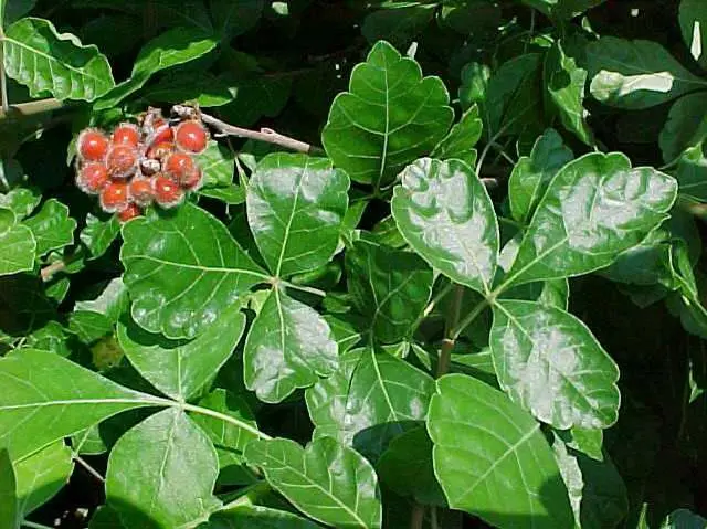 Sumac Gro-Low Fragrant