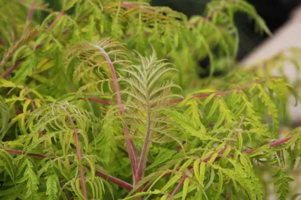 Sumac Tiger Eyes