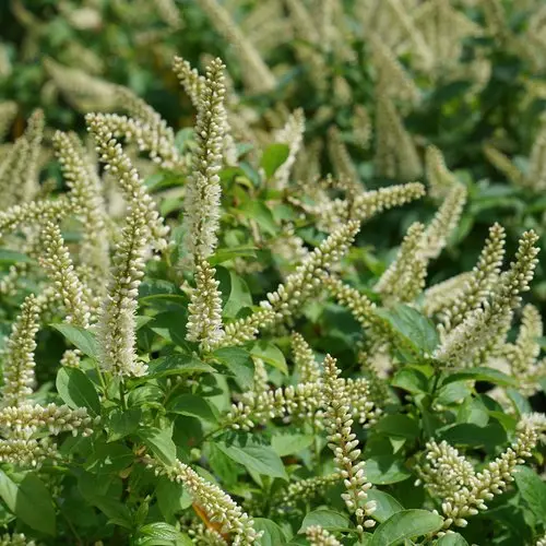 Sweetspire Fizzy Mizzy