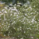 Viburnum Spice Girl
