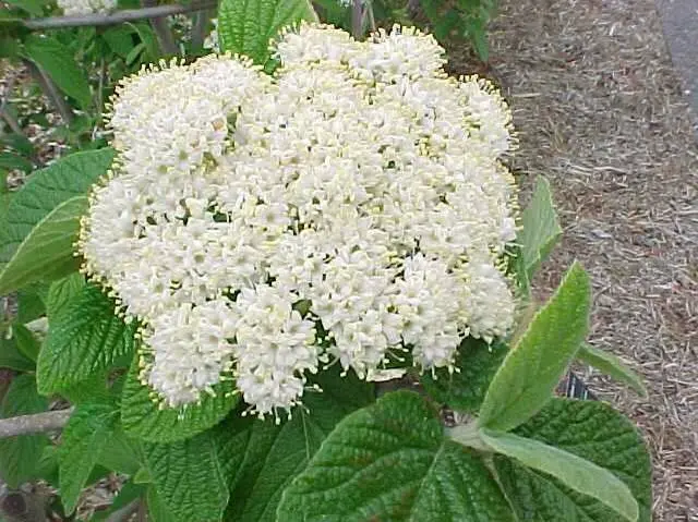 Viburnum Alleghany