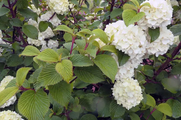 Viburnum Opening Day