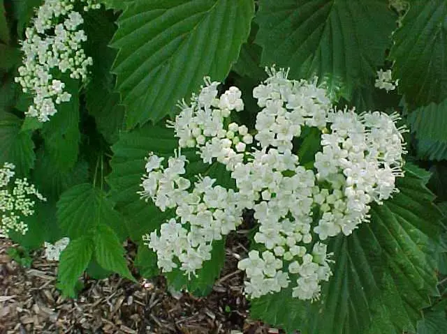 Viburnum Autumn Jazz
