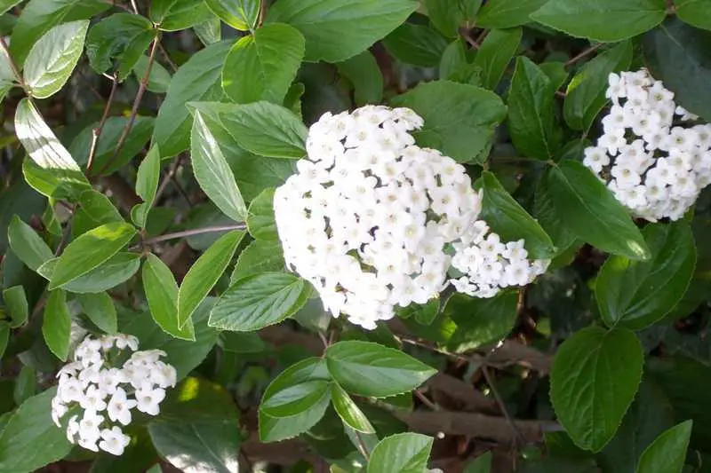 Viburnum Burkwood