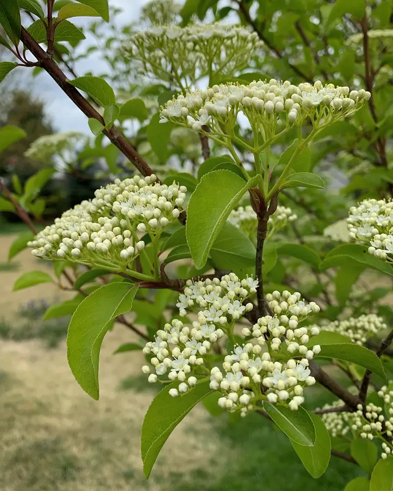 Viburnum Blackhaw