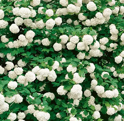 Viburnum Roseum Snowball
