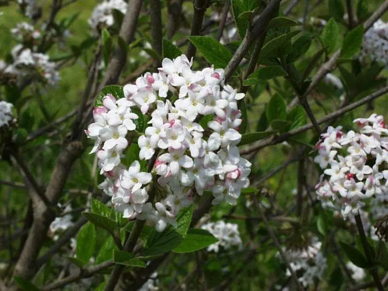 Viburnum Mohawk