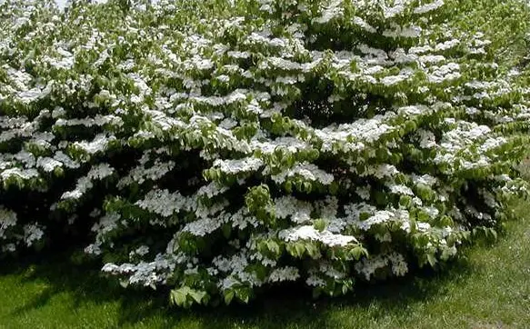 Viburnum Maries Doublefile