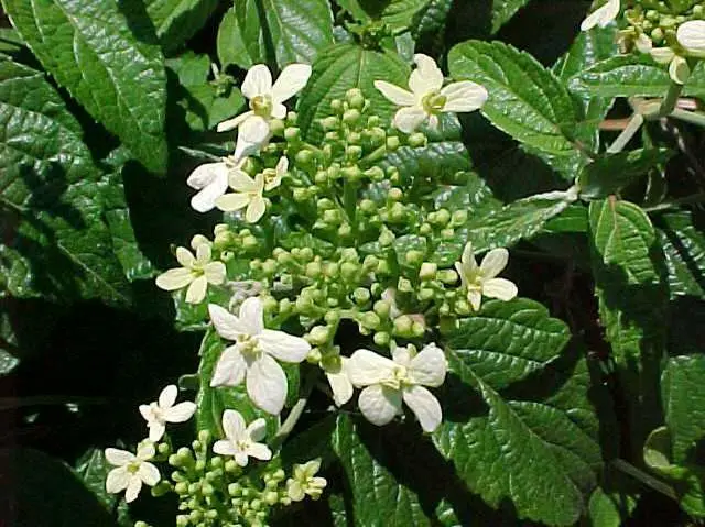Viburnum Summer Snowflake