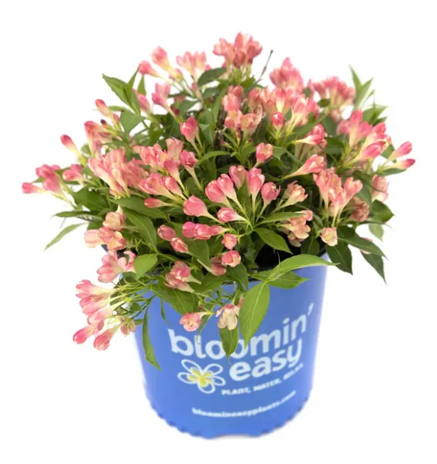 Weigela Peach Kisses