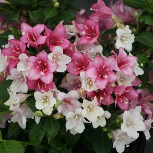 Weigela Czechmark Trilogy
