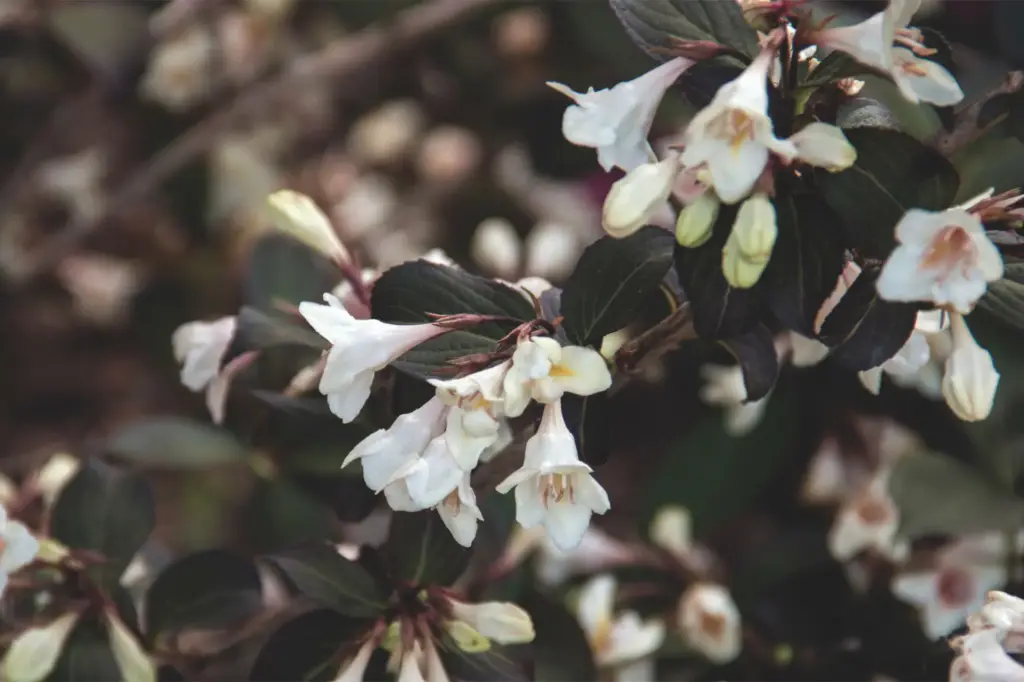 Weigela Tuxedo