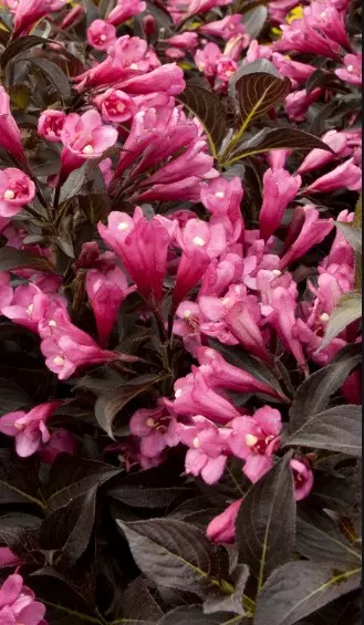 Weigela Dark Horse