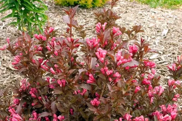 Weigela Shining Sensation