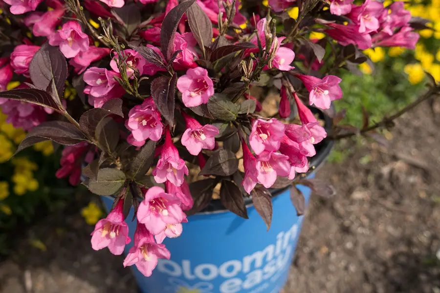 Weigela Stunner
