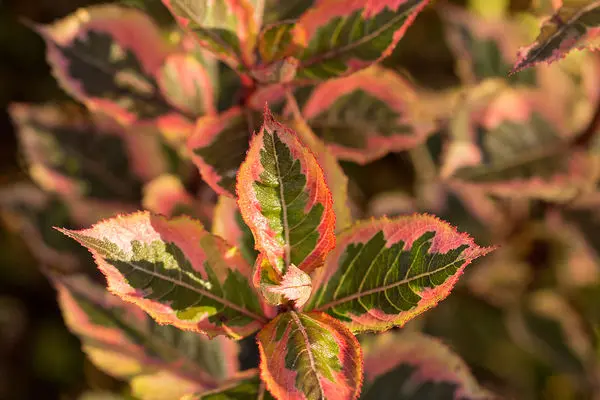Weigela Rainbow Sensation