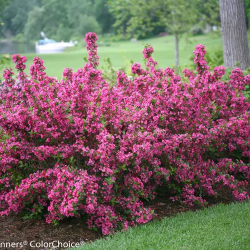 Weigela Sonic Bloom Pink