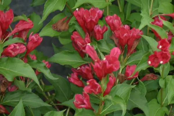 Weigela Sonic Bloom Red