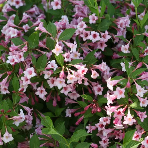Weigela Sonic Bloom Pure Pink