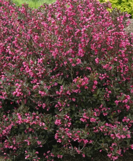 Weigela Wine & Roses