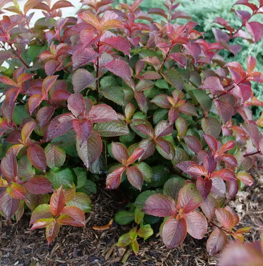 Weigela Midnight Sun