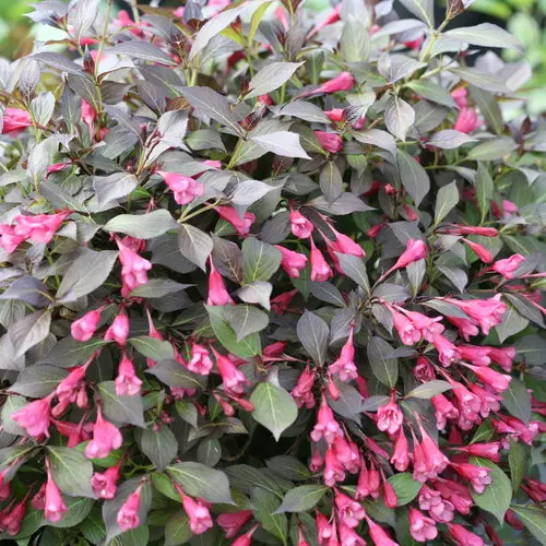 Weigela Midnight Wine Shine