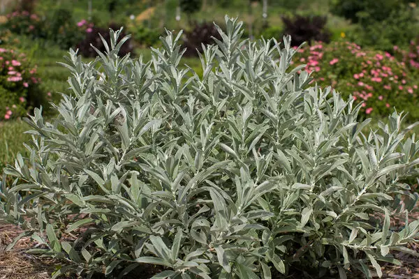 Willow Iceberg Alley