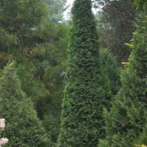 Arborvitae North Pole