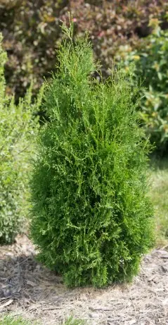 Arborvitae Tall Guy