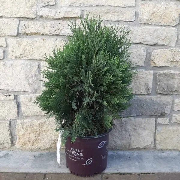 Arborvitae Technito