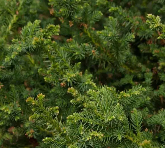 Cedar Japanese Black Dragon