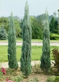 Juniper Skyrocket