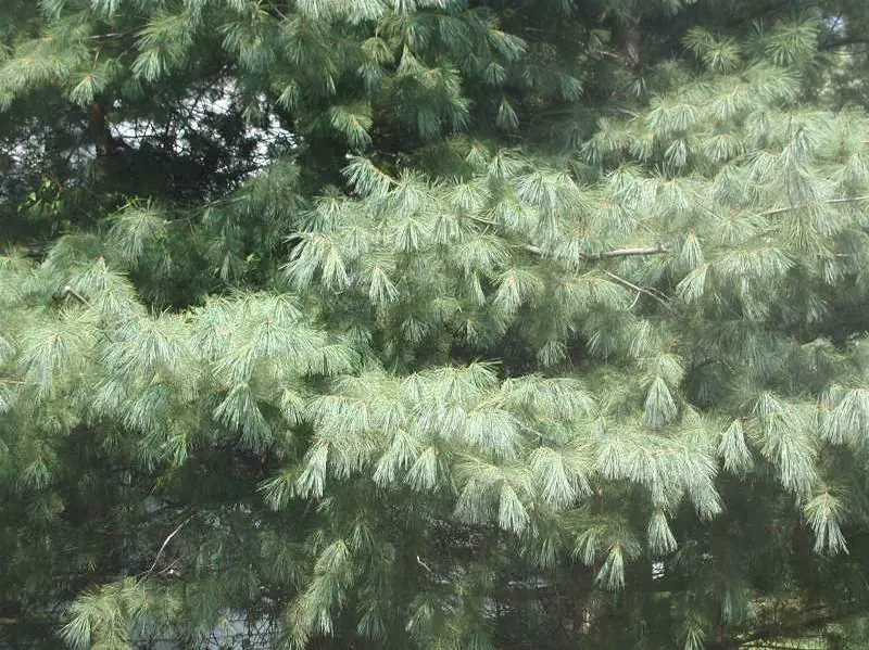 Pine White Eastern