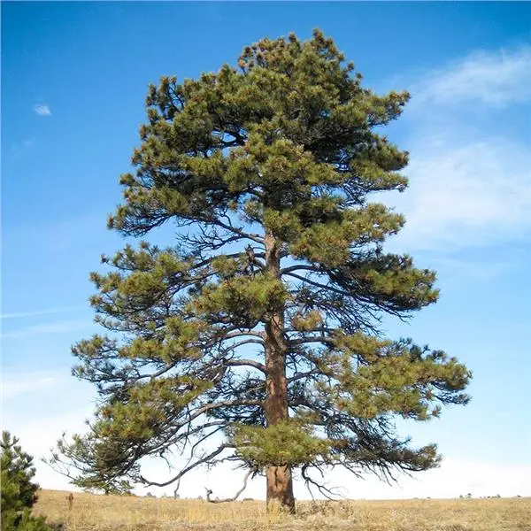 Pine Ponderosa
