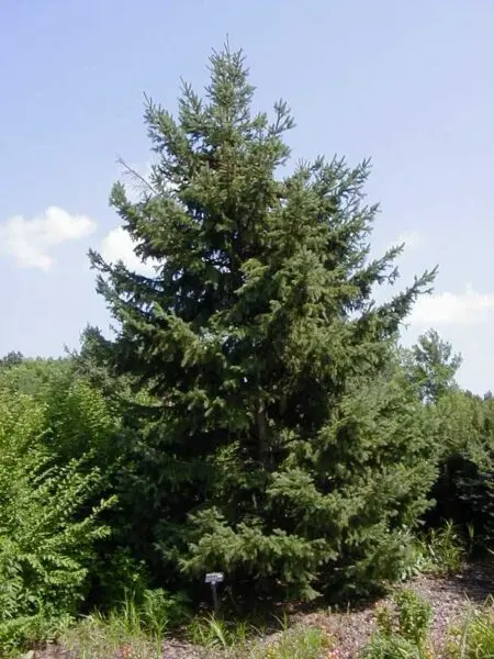 Spruce Black Hills