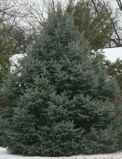 Spruce Colorado Blue