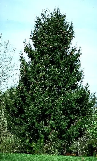 Spruce Norway