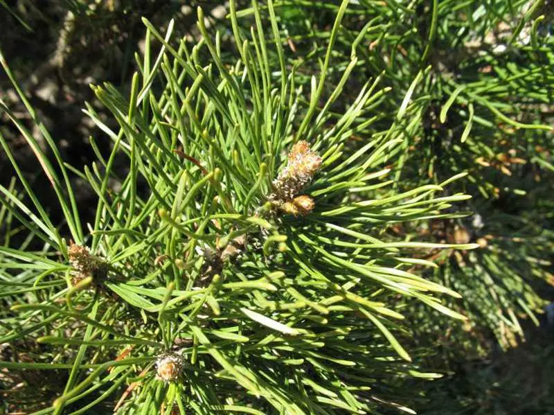 Pine Dwarf Mugo