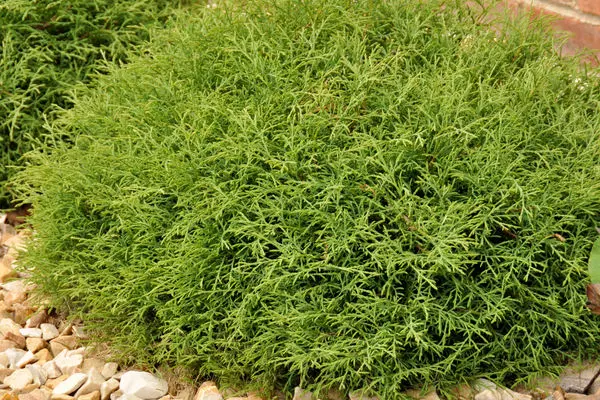 Arborvitae Mr Bowling Ball