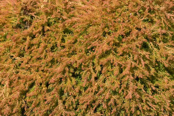 Arborvitae Fire Chief