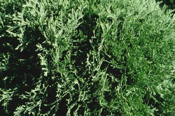 Arborvitae Hetz Midget