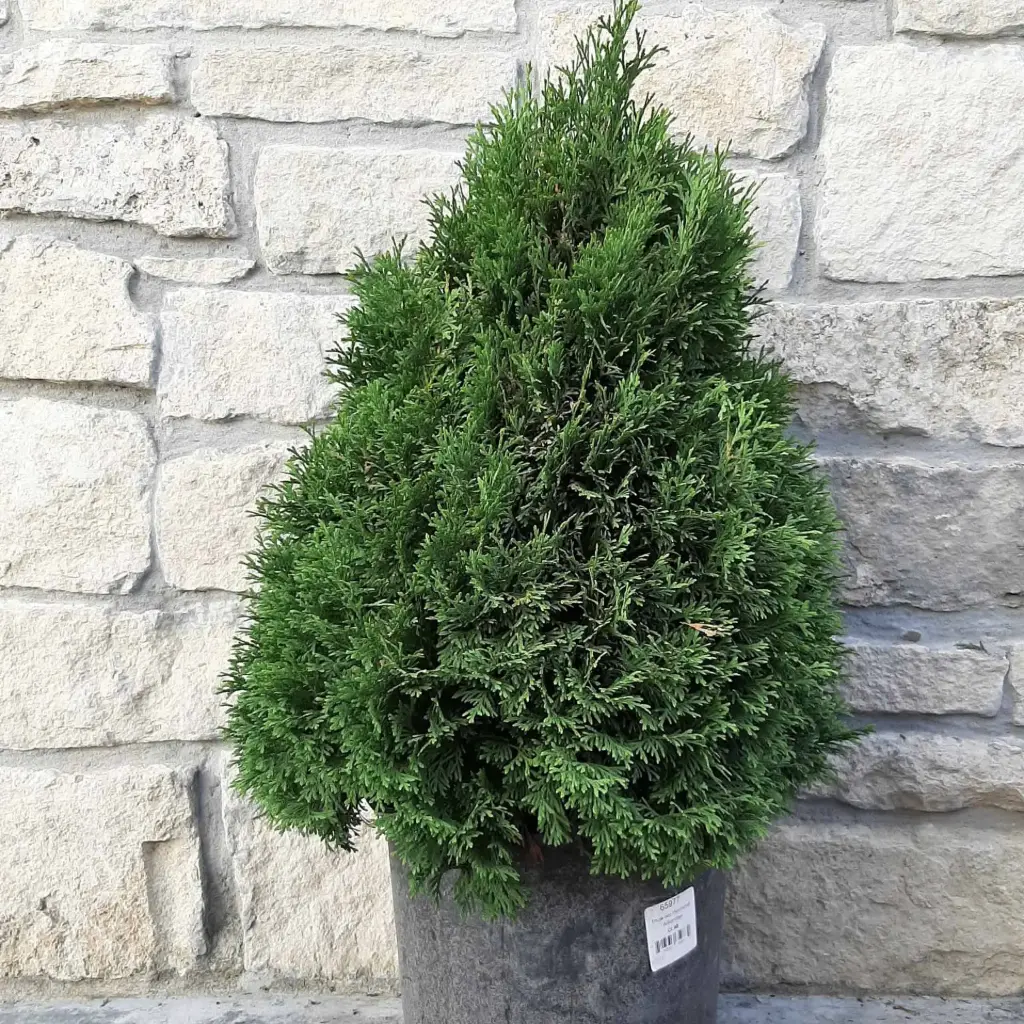 Arborvitae Holmstrup