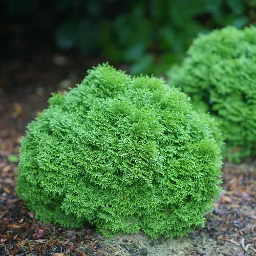 Arborvitae Tater Tot