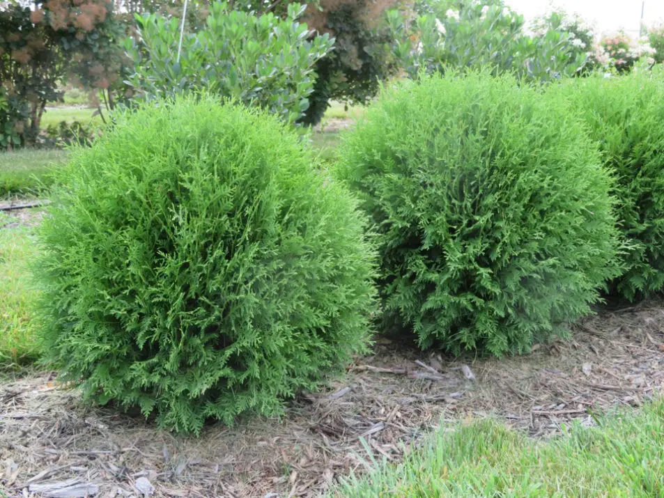 Arborvitae Planet Earth