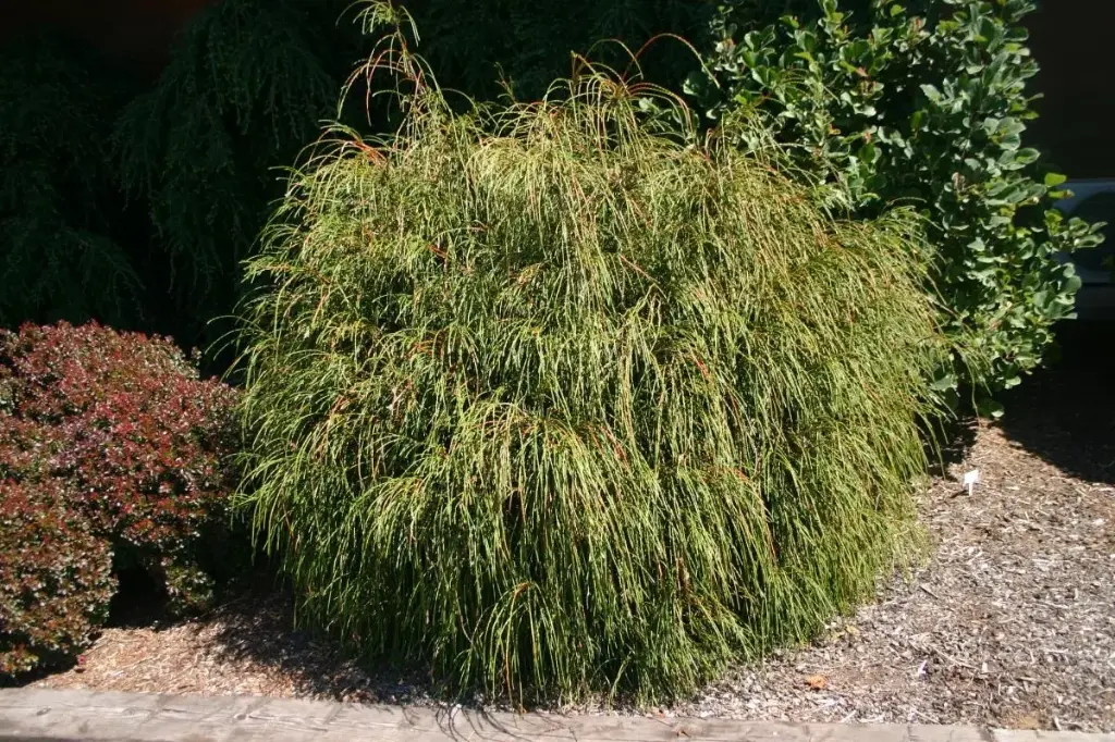 Arborvitae Whipcord