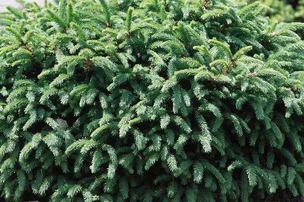 Spruce Dwarf Norway