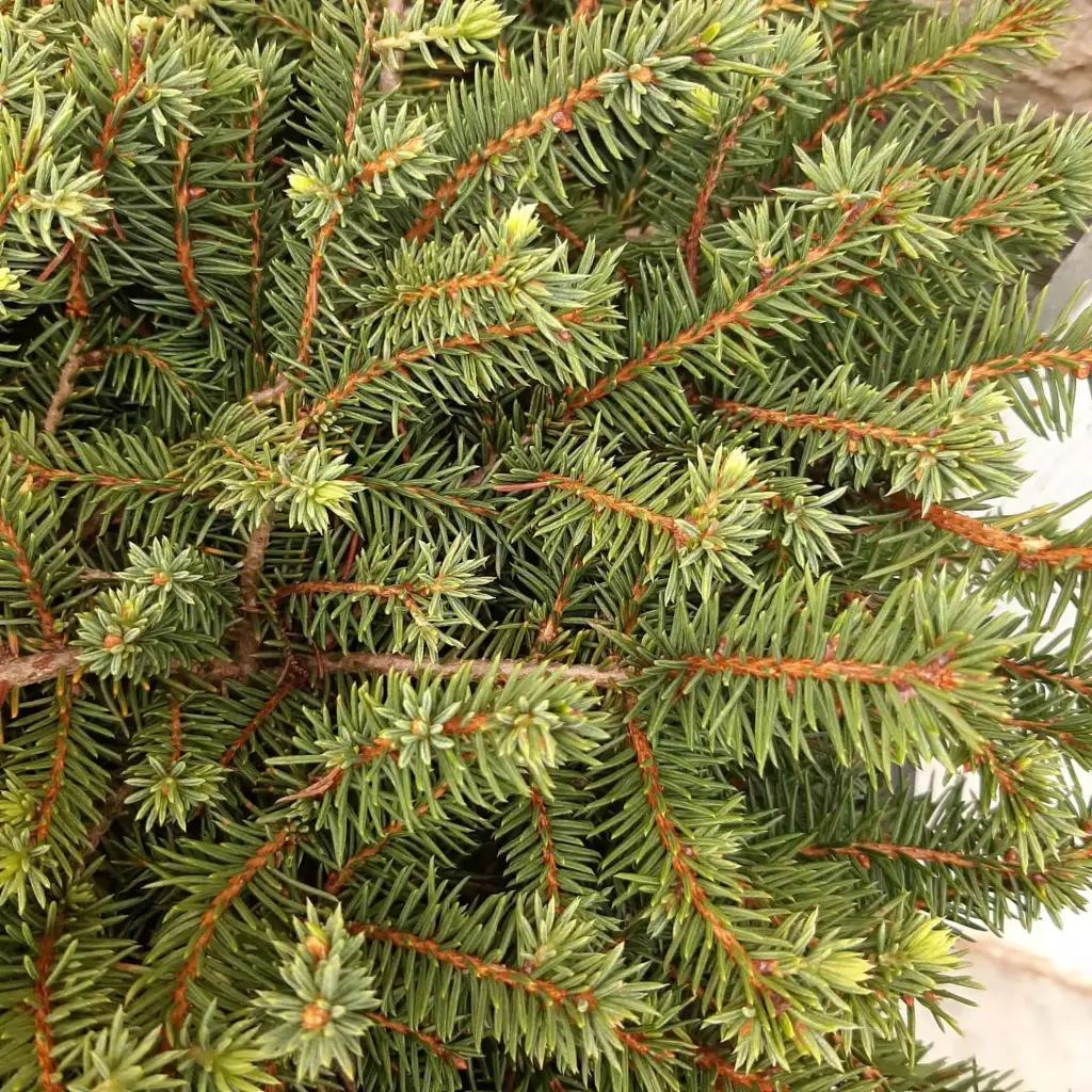 Spruce Bird's Nest