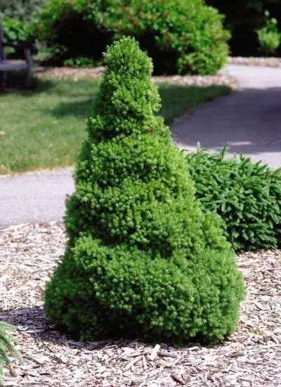 Spruce Dwarf Alberta